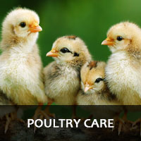 Poultry Care