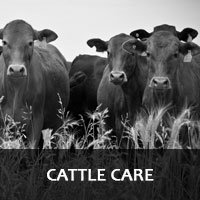 Cattle Care